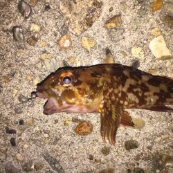 ど干潮で、ガシラのみ！