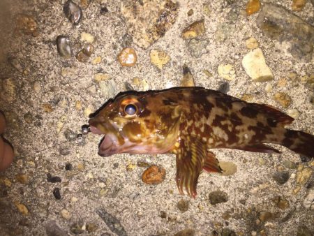 ど干潮で、ガシラのみ！