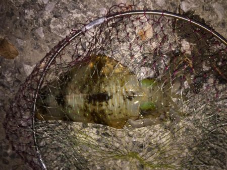 泳がせでアオリ！