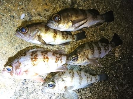 そろそろメバリング