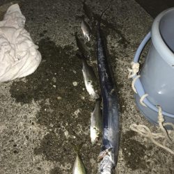 タチウオといろいろ