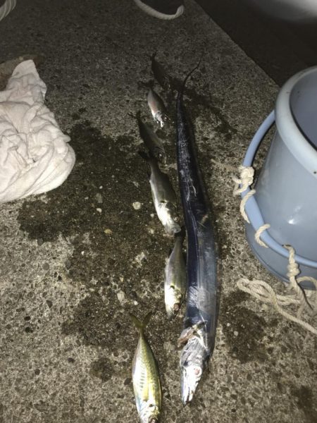 タチウオといろいろ