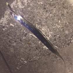 タチウオが釣れない・・・。