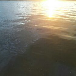 潮が動けば釣れる