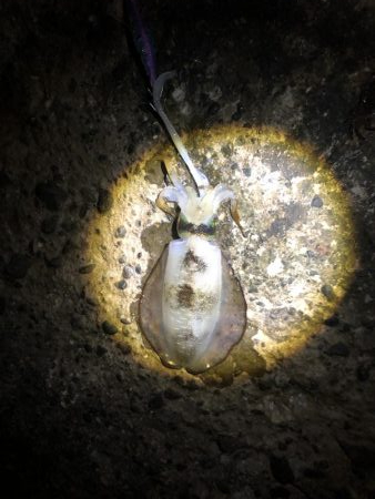 ヒラメ アオリイカ