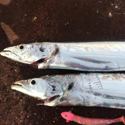 タチウオルアー釣り