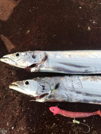 タチウオルアー釣り