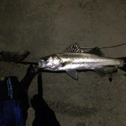 シーバスフィッシング