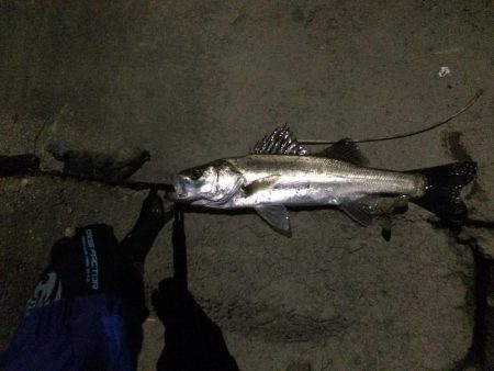 シーバスフィッシング