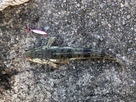 秋のマゴチ美味しくいただきました。