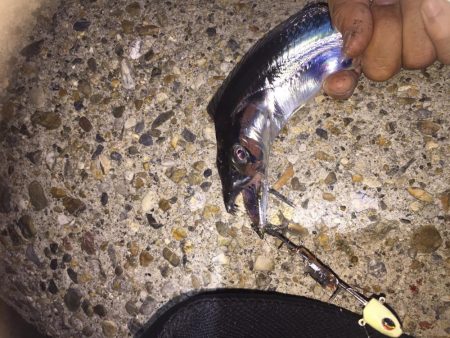 タチウオざんまい！