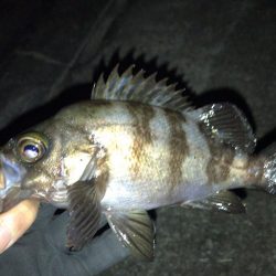 凪の夜にメバル捕獲