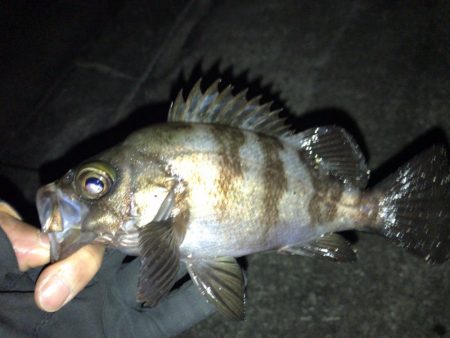 凪の夜にメバル捕獲