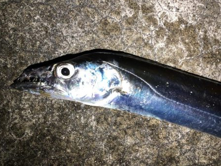 渋いね〜タチウオ！