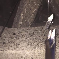 執念のタチウオ!