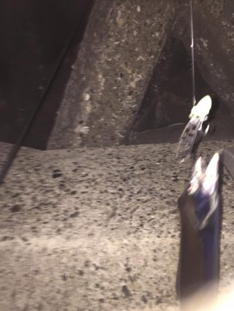 執念のタチウオ!