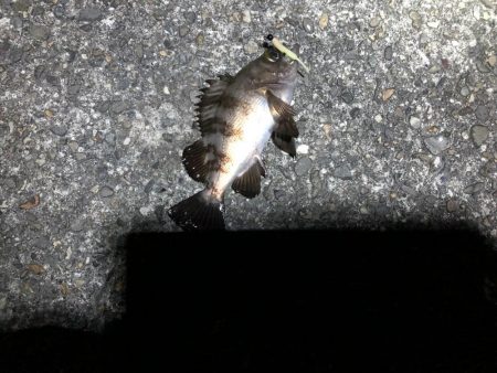 メバリング特訓