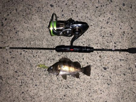 メバリング調査