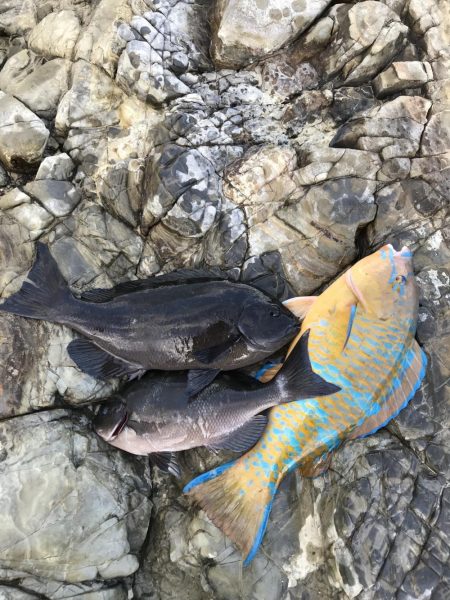 フカセ釣り、エギング