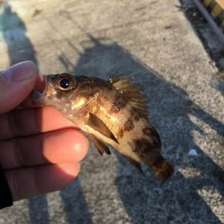 アジング、その他