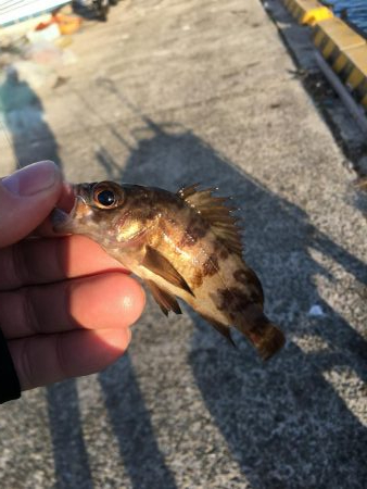 アジング、その他