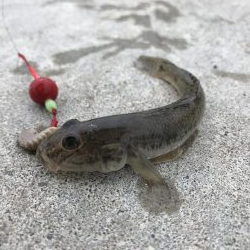 ちょい投げ、足元釣り