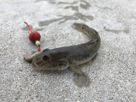 ちょい投げ、足元釣り