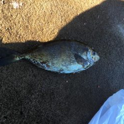 大島17番タキでフカセ釣り