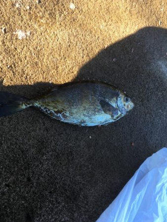 大島17番タキでフカセ釣り