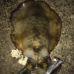 夕まずめの一瞬