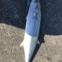 久しぶりにサゴシ