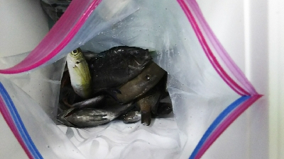 子供が大喜び！