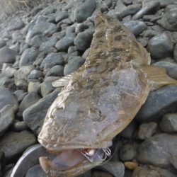 シーバス狙いがフラット祭り