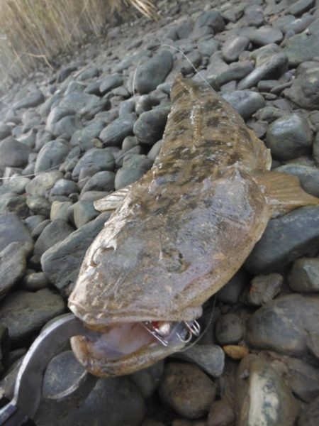 シーバス狙いがフラット祭り