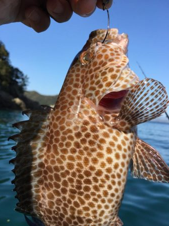 エギング、ロックフィッシュ狙い釣行