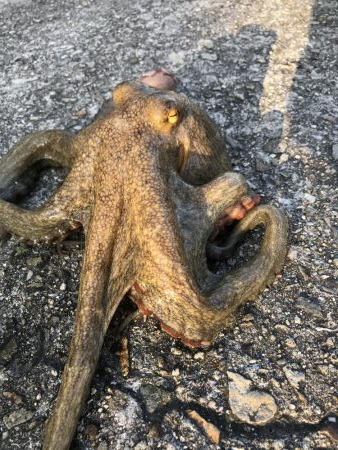 マダコ キロオーバー