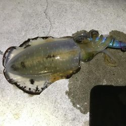 渋烏賊釣り