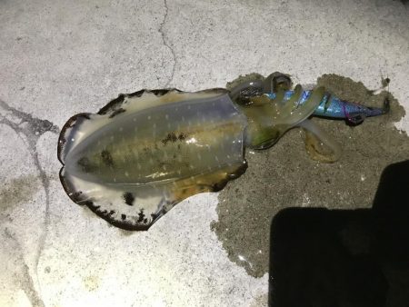 渋烏賊釣り