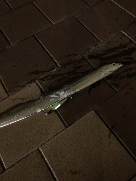 深夜の太刀魚！