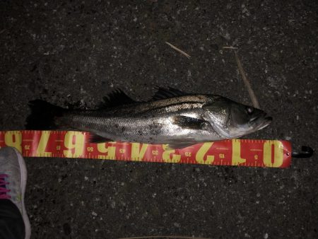 ランカーに届かず！