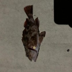 深夜のメバル&ベイカ