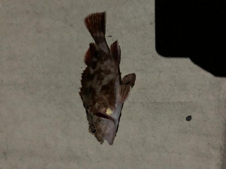 深夜のメバル&ベイカ