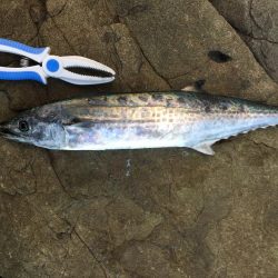 ショアジギング