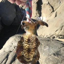 ウミガメに邪魔されて！