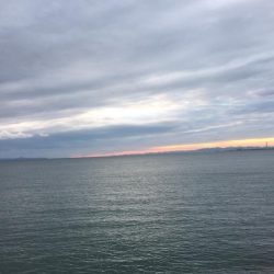 ショアジグぼうず