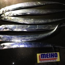 地合い無く厳しいタチウオ