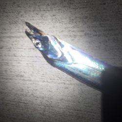 よく釣れてくれました！