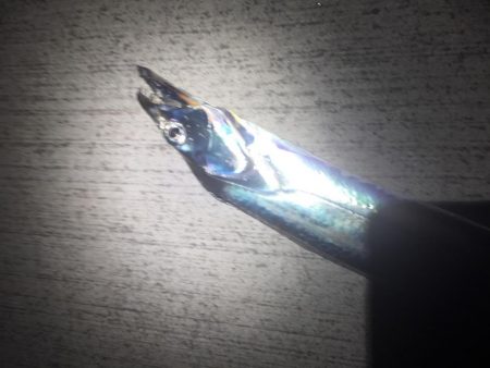 よく釣れてくれました！