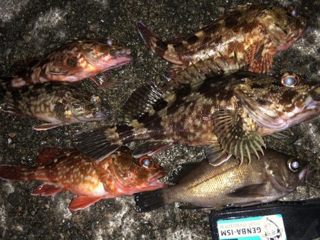 ライトゲームの時期がやってきました