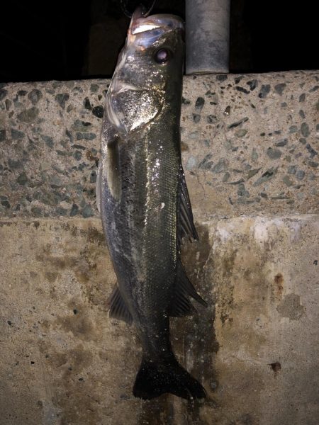 祝◎ 出世しました！